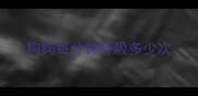 狗狗每分钟呼吸多少次