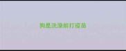 狗是洗澡前打疫苗