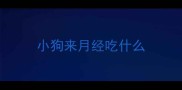 小狗来月经吃什么
