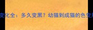 英短猫眼睛颜色变化全多久变黑幼猫到成猫的色变规律及护理指南