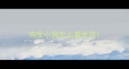 狗生小狗怎么看生完