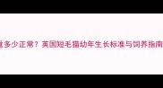 五个月英短幼猫体重多少正常英国短毛猫幼年生长标准与饲养指南附体重对照表