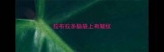拉布拉多脑袋上有皱纹