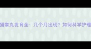 小猫睾丸发育全几个月出现如何科学护理