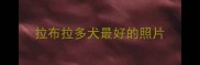拉布拉多犬最好的照片