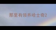 那里有领养哈士奇