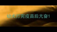 幼犬打完疫苗后亢奋