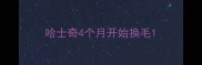 哈士奇4个月开始换毛