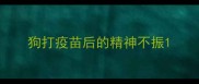 狗打疫苗后的精神不振