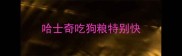 哈士奇吃狗粮特别快