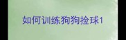 如何训练狗狗捡球