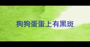 狗狗蛋蛋上有黑斑
