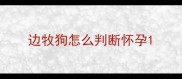 边牧狗怎么判断怀孕
