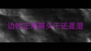 边牧正常鼻头干还是湿