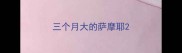 三个月大的萨摩耶