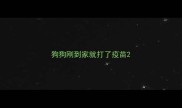 狗狗刚到家就打了疫苗
