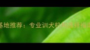 拉布拉多训练基地推荐专业训犬机构选择指南及训练技巧全
