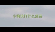 小狗该打什么疫苗