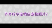 齐齐哈尔宠物店宠物照片