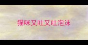猫咪又吐又吐泡沫