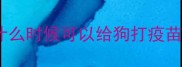 什么时候可以给狗打疫苗