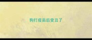 狗打疫苗后变丑了