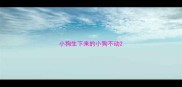 小狗生下来的小狗不动