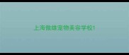上海傲雄宠物美容学校