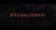 夏天会给哈士奇剪毛吗