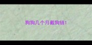 狗狗几个月戴狗链
