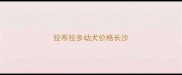 拉布拉多幼犬价格长沙