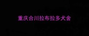 重庆合川拉布拉多犬舍