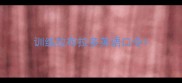 训练拉布拉多英语口令