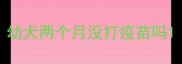 幼犬两个月没打疫苗吗