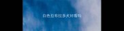 白色拉布拉多犬好看吗