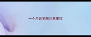 一个月的狗狗注意事项