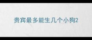 贵宾最多能生几个小狗