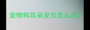 宠物狗耳朵发炎怎么办