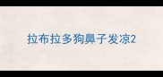 拉布拉多狗鼻子发凉