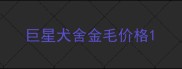 巨星犬舍金毛价格