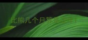 比熊几个月算是成年