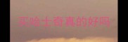 买哈士奇真的好吗