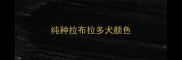 纯种拉布拉多犬颜色