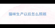 猫咪生产以后怎么照顾