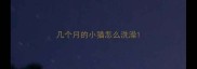几个月的小猫怎么洗澡