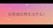 白泰迪比熊生出什么