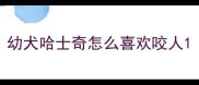 幼犬哈士奇怎么喜欢咬人