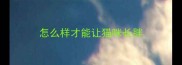 怎么样才能让猫咪长胖