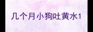 几个月小狗吐黄水