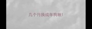 几个月换成年狗粮